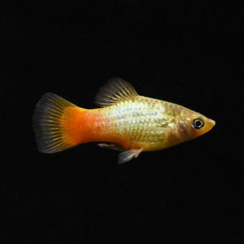 Platy Regenbogen, Xiphophorus maculatus var. rainbow